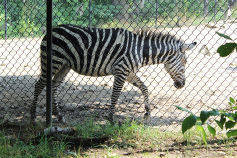 Erie zoo reviews - Erie Zoo: Cute!! - See 807 traveler reviews, 370 candid photos, and great deals for Erie, PA, at Tripadvisor.